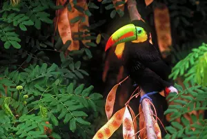 Sulfuratus: Keel-billed toucan