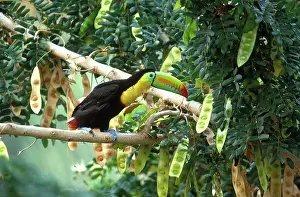 Rhamphastos: Keel-Billed Toucan