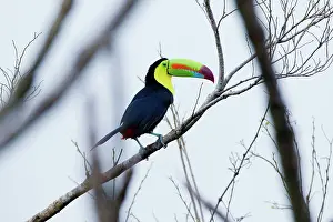 Bills: Keel-billed Toucan