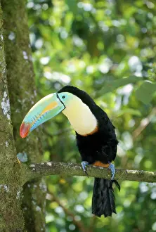Sulfuratus: Keel-Billed Toucan - on branch