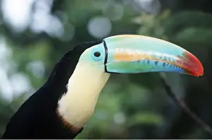 Quirky: KEEL-BILLED TOUCAN - close-up of head