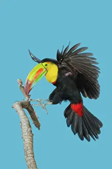 Alighting: Keel-billed Toucan about to land