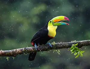 Shower: Keel-billed Toucan (Ramphastos sulfuratos) perc