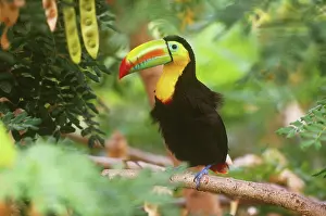 Sulfuratus: Keel-billed Toucan (Ramphastos sulfuratus)