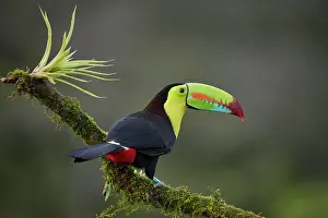 Ramphastos: Keel-billed Toucan (Ramphastos sulfuratus), sitting