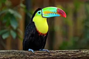 Ramphastos: Keel-billed Toucan, also (Ramphastos sulfuratus)