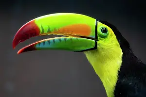 Ramphastos: Keel-billed toucan (Ramphastos sulfuratus), animal p