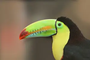 Sulfuratus: Keel-billed Toucan (Ramphastos sulfuratus), animal