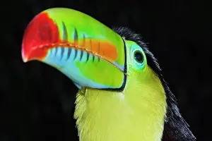 Ramphastos: Keel-billed toucan (Ramphastos sulfuratus), animal