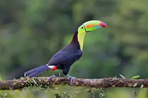 Ramphastos: Keel-billed Toucan Ramphastos sulfuratus Boco Tapada, Costa