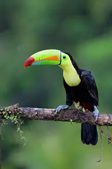Ramphastos: Keel-billed Toucan Ramphastos sulfuratus Boco Tapada, Costa