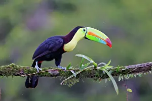 Ramphastos: Keel-billed Toucan Ramphastos sulfuratus Boco Tapada, Costa