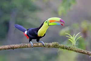 Ramphastos: Keel-billed Toucan Ramphastos sulfuratus Boco Tapada, Costa