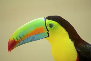 Rescue: Keel-billed toucan (Ramphastos sulfuratus), Jaguar