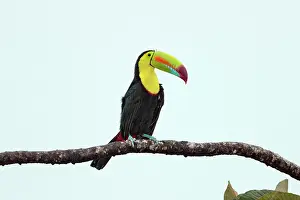 Sulfur: keel-billed toucan Ramphastos sulfuratus in tree in Cos