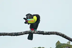 240517: keel-billed toucan Ramphastos sulfuratus in tree in Cos