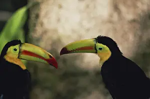 Honduras: Keel-billed Toucans