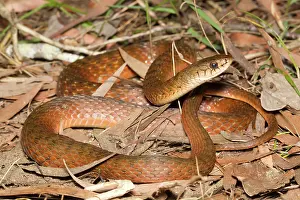 Calliope: Keelback Snake