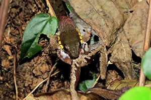 Keelback: Keelback Snake Eats Frog