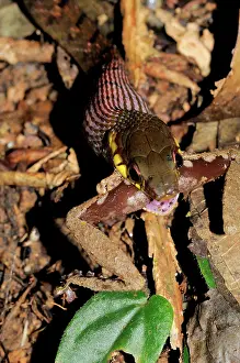 Keelback: Keelback Snake Eats Frog