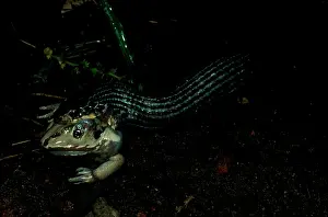 Keelback: Keelback - swallowing frog