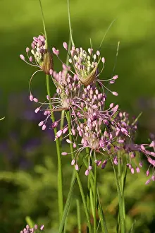 Keeled: Keeled garlic