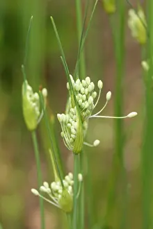 Onion: Keeled garlic, Allium carinatum subsp pulchellum