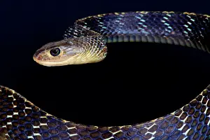 Carinata: Keeled rat snake (Ptyas carinata), Indonesia