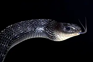 Bella: Keeled rat snake (Ptyas carinatus), Indonesia