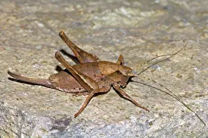 Carinata: Keeled Shieldback Katydid