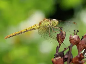 Coerulescens: Keeled Skimmer