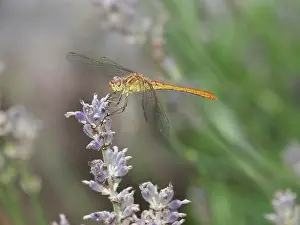 Coerulescens: Keeled Skimmer