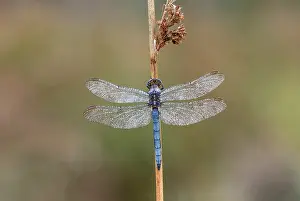 Creature: Keeled Skimmer - Dragonfly - Male - UK