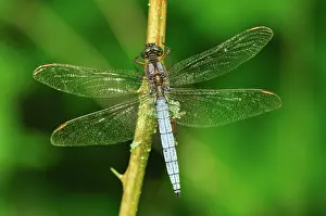 Coerulescens: Keeled Skimmer male