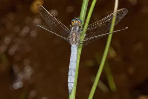 Dragonflies: Keeled Skimmer - male dragonfly among bog plants