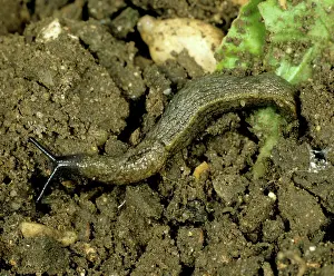 Keeled: Keeled slug