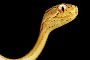Physiological: Keeled slug-eating snake (Pareas carinatus)