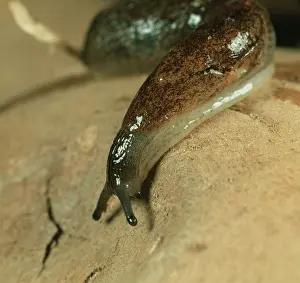 Slimy: A keeled slug on a potato