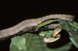 Carinatus: Keeled Slug Snake