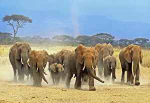 Edwards: Keenya; Amboseli National Park; Elephant