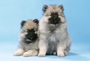Keeshond: Keeshond Dog - x 2 puppies
