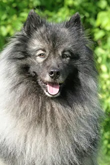 Keeshond: Keeshond, portrait Wolfsspitz (Gro&, x7f3;pitz)