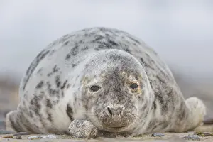 Waves: Kegelrobbe, Halichoerus grypus Grey Seal