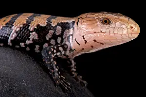 Skink: Kei island blue tongued skink (Tiliqua gigas keiensis)