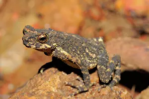 Ceylon: Kelaart's Dwarf Toad