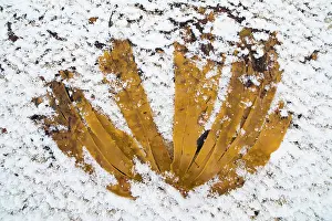 Kelp: Kelp on the beach, covered by snow, Norway