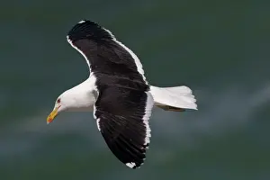Kelp: Kelp / Dominican Gull