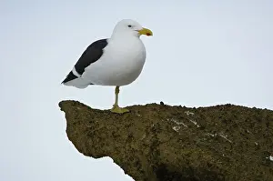 Kelp: Kelp (Dominican) Gull