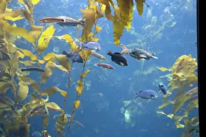 Kelp: Kelp forest display at Monterey Bay Aquarium