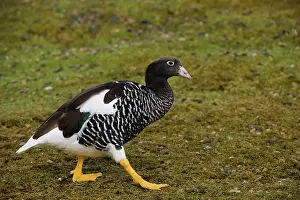 Kelp: Kelp Goose